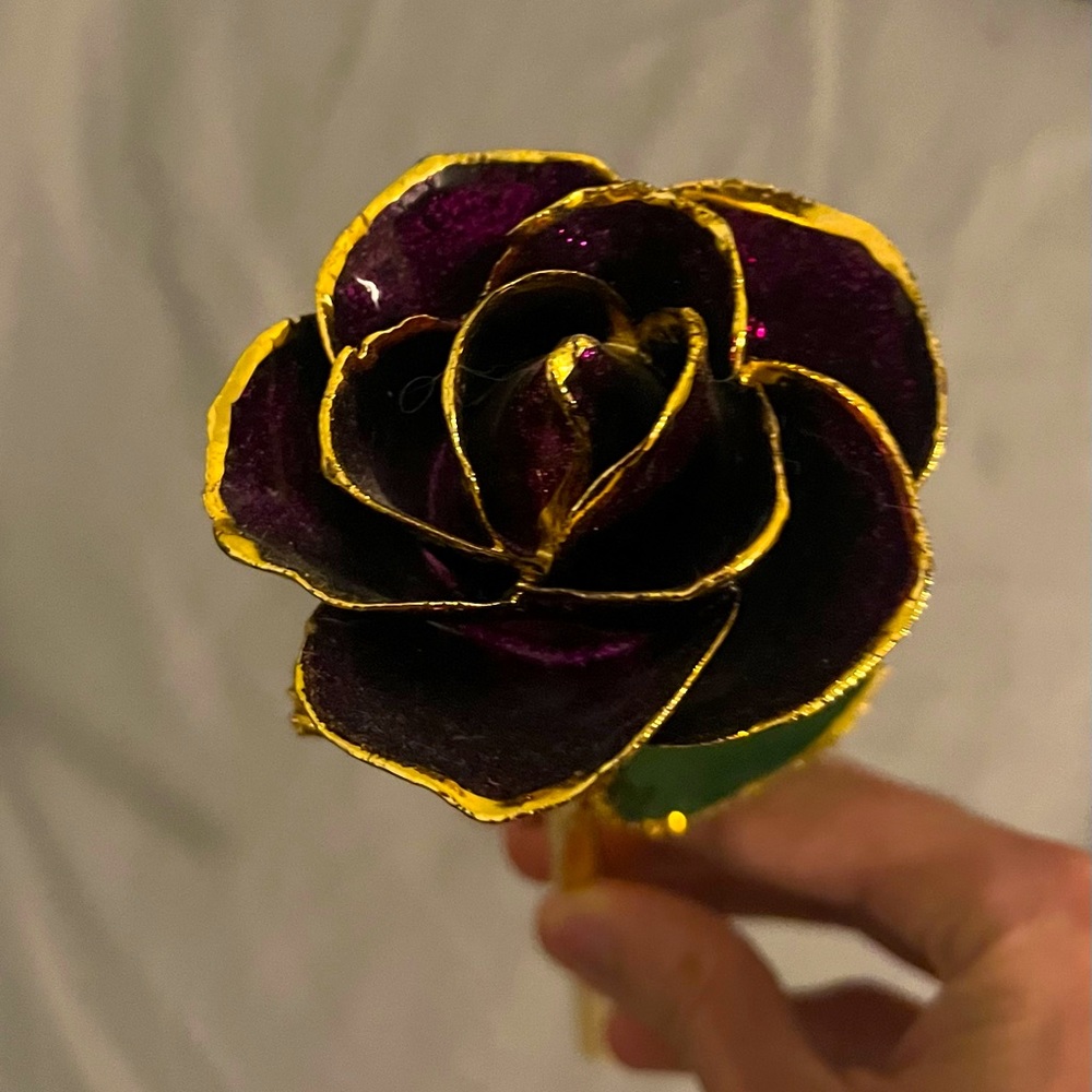I hate Steven Singer purple gold dipped rose